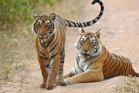 Framed Pair of Royal Bengal Tigers, Ranthambhor National Park, India Print