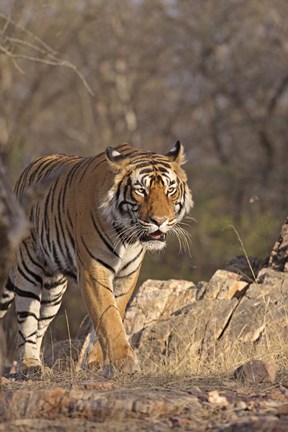 Framed Royal Bengal Tiger On The Move, Ranthambhor National Park, India Print