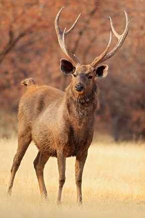 Framed Sambar Stag in Dry Grassland, Ranthambhor National Park, India Print