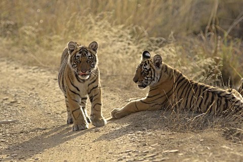 Framed Young Royal Bengal Tiger, Ranthambhor National Park, India Print