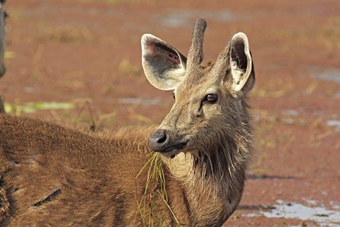 Framed Young Sambar stag, Ranthambhor National Park, India Print
