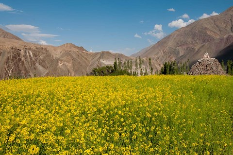 Framed Mustard flowers and mountains in Alchi, Ladakh, India Print