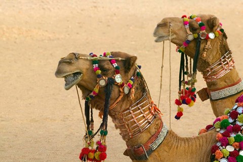 Framed Decorated Camel in the Thar Desert, Jaisalmer, Rajasthan, India Print