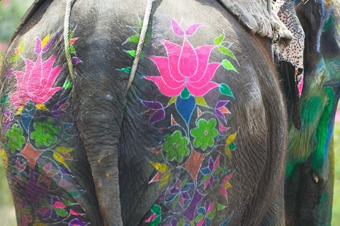 Framed Elephant Decorated with Colorful Painting at Elephant Festival, Jaipur, Rajasthan, India Print
