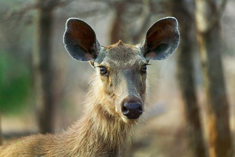 Framed Sambar in Ranthambore National Park, Rajasthan, India Print