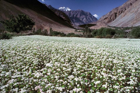 Framed India, Ladakh, Suru, White flower blooms Print