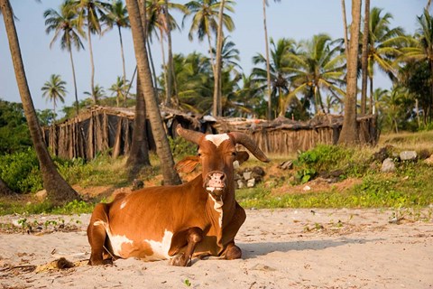 Framed Goa, India. A lazy cow resting on Vagator Beach Print