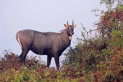 Framed Bluebull Stag, Keoladeo National Park, India. Print