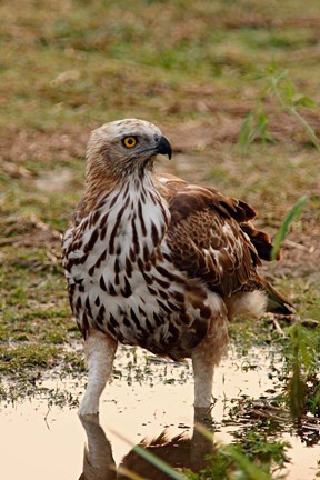Framed Changeable Hawk Eagle, Corbett National Park, India Print