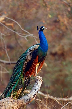 Framed Indian Peacock, Ranthambhor National Park, India Print