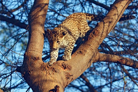 Framed Leopard wildlife, Ranthambhor National Park, India Print