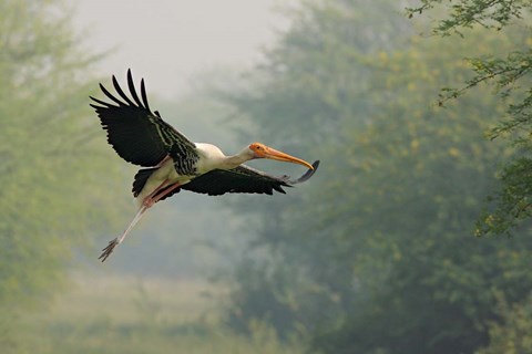 Framed Painted Stork in flight, Keoladeo National Park, India Print