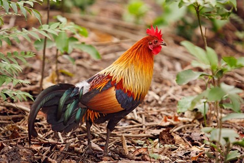 Framed Red Jungle Fowl, Corbett National Park, India Print