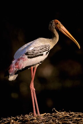 Framed Painted Stork, Bharatpur, Keoladeo National Park, Rajasthan, India Print