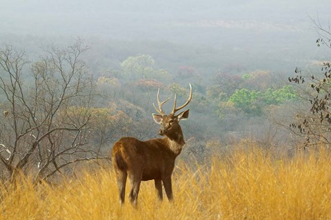 Framed Sambar Deer in Ranthambore National Park, Rajasthan, India Print