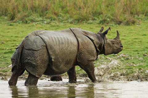 Framed One-horned Rhinoceros, coming out of jungle pond, Kaziranga NP, India Print