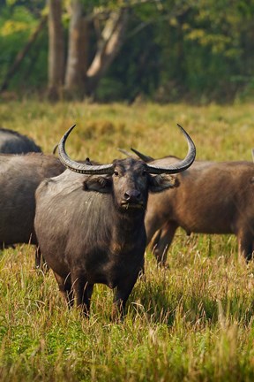 Framed Wild Buffalo in the grassland, Kaziranga National Park, India Print