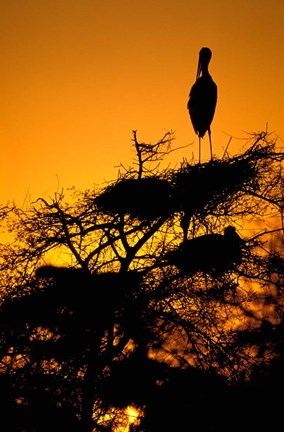 Framed Silhouette of Painted Stork, Keoladeo National Park, Rajasthan, India Print