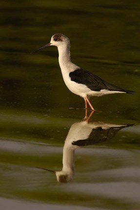 Framed Black-winged stilt bird, INDIA Print