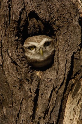Framed Spotted Owlet bird in a tree, Bharatpur NP, Rajasthan. INDIA Print