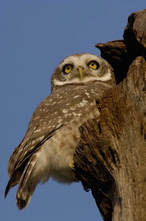 Framed Spotted Owlet bird, Bharatpur NP, Rajasthan. INDIA Print