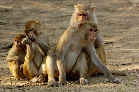 Framed Group of Rhesus Macaques, Bharatpur NP, Rajasthan, INDIA Print