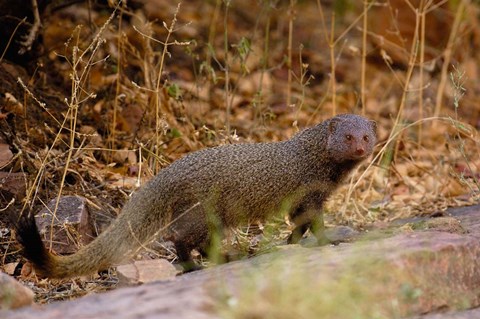 Framed Ruddy Mongoose, Ranthambhore NP, Rajasthan, INDIA Print