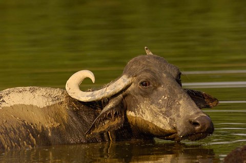 Framed Water buffalo, Wildlife, Bharatpur village, INDIA Print