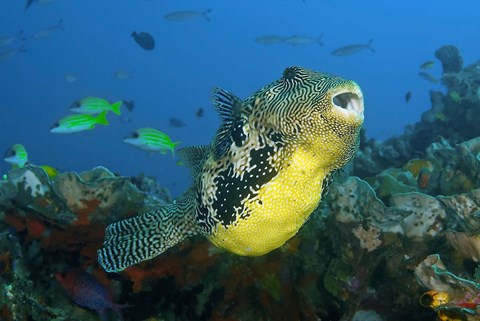 Framed Close-up of puffer fish Print