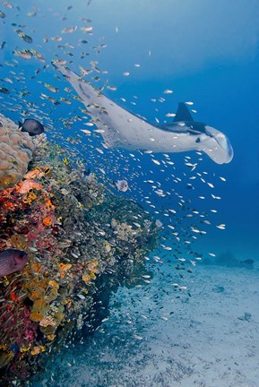 Framed Manta ray, fish and coral, Raja Ampat, Papua, Indonesia Print