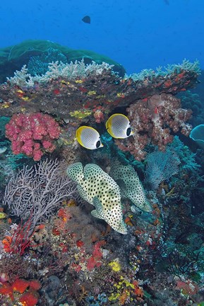 Framed Scene of fish and coral Print
