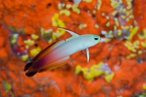 Framed fire goby swims past coral Print