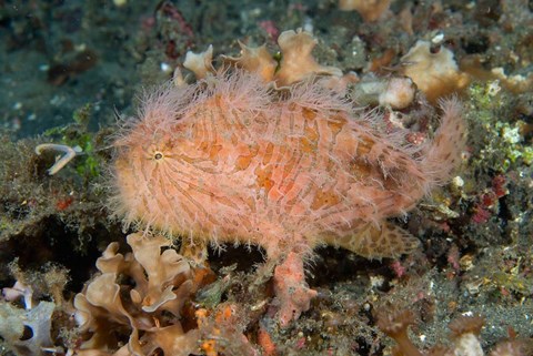 Framed Angler fish Print