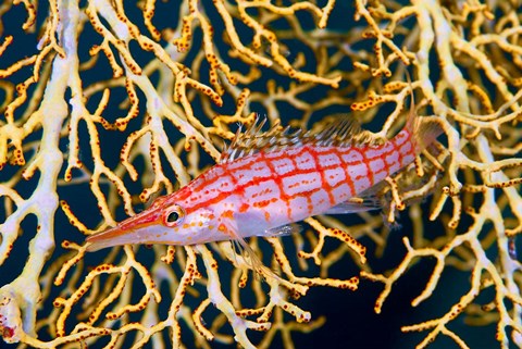 Framed Close-up of hawkfish amid sea fan, Raja Ampat, Indonesia Print