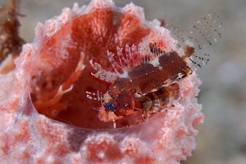 Framed Dendrochirus zebra fish Print