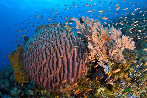 Framed Marine Life Print