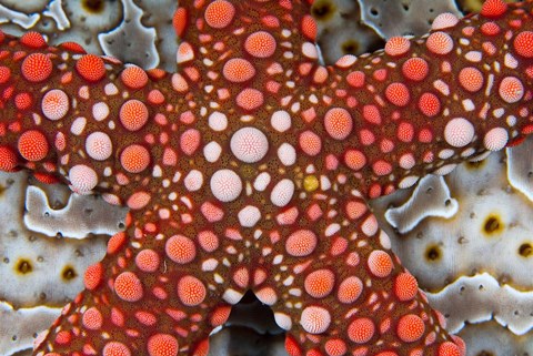 Framed Partial view of colorful sea star over a sea cucumber, Raja Ampat, Indonesia Print