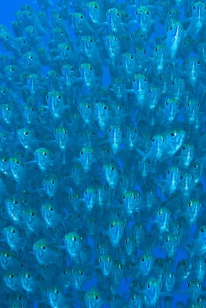 Framed Schooling ox-eyed scad fish Print