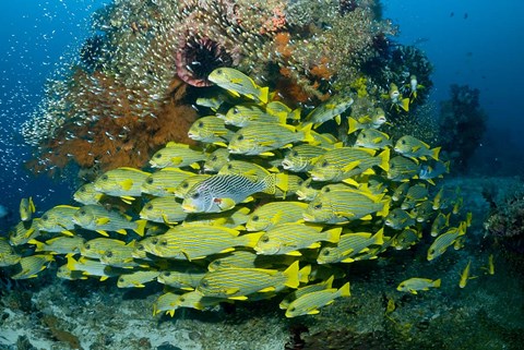 Framed Schooling sweetlip fish swim past coral reef, Raja Ampat, Indonesia Print