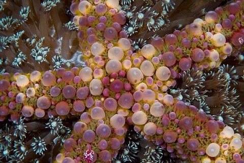 Framed Starfish Print