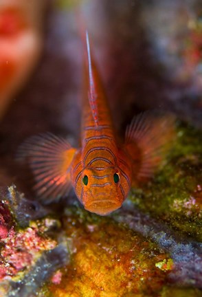 Framed Goby fish above coral Print