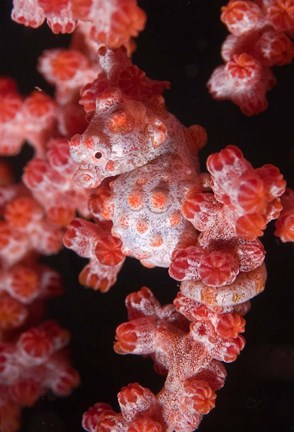 Framed Indonesia, Pygmy seahorse, seafans, Marine Life Print