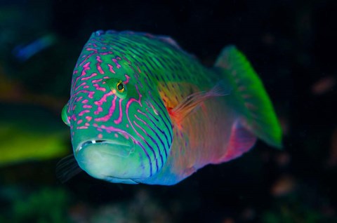 Framed Close-up of colorful wrasse fish Print