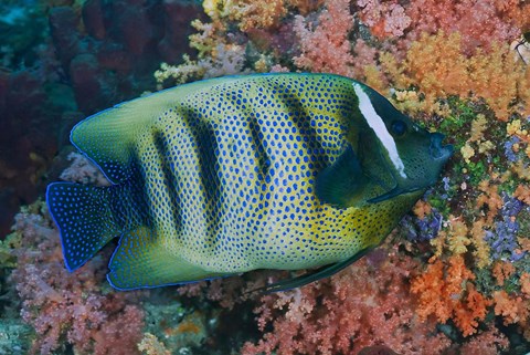 Framed Fish and coral, Raja Ampat, Papua, Indonesia Print