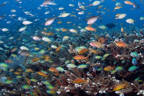 Framed Sea of fish and coral, Raja Ampat, Papua, Indonesia Print