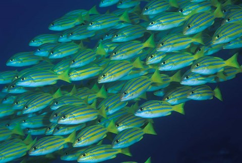 Framed Close-up of schooling lined snappers, Komodo National Park, Indonesia Print