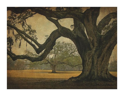 Framed Two Oaks in Rain, Audubon Gardens Print