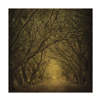 Framed Evergreen Oak Alley (vertical view) Print
