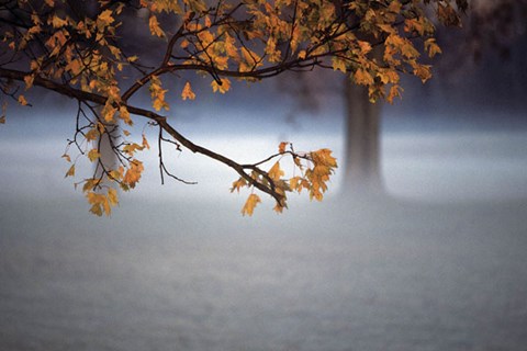 Framed Fog Leaf Print