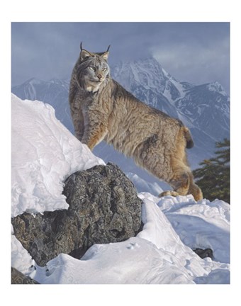 Framed Austere Ascent (Lynx) Print